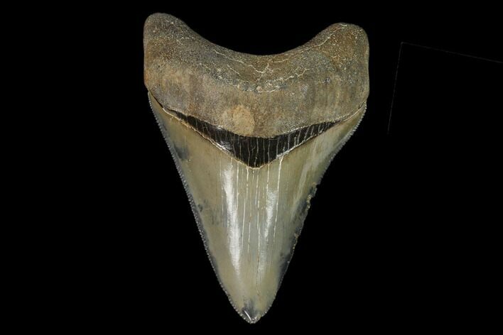 Serrated, 3.30" Fossil Megalodon Tooth - Glossy Enamel